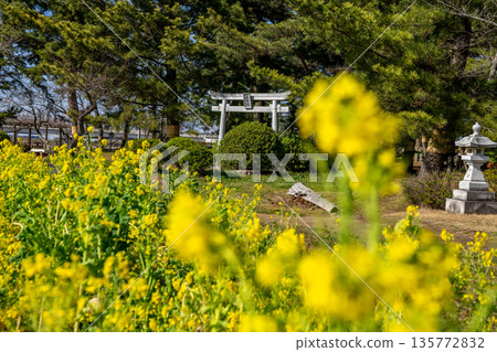 Rapeseed field Rapeseed field 135772832