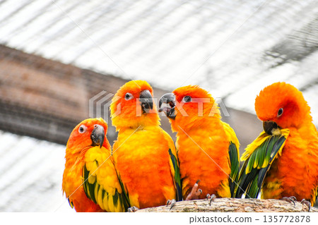 Kokane Mexico parakeet Kokane Mexico parakeet 135772878