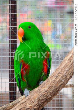 Oohanainko 135772913