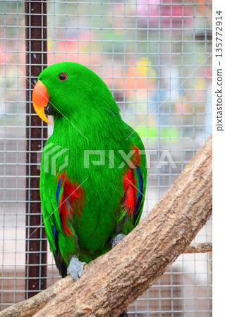 Oohanainko 135772914