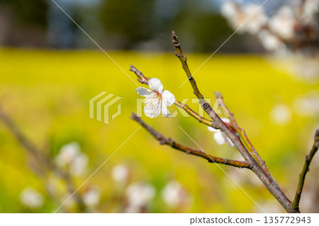 Plum blossom against the blue sky Plum blossom against the blue sky 135772943