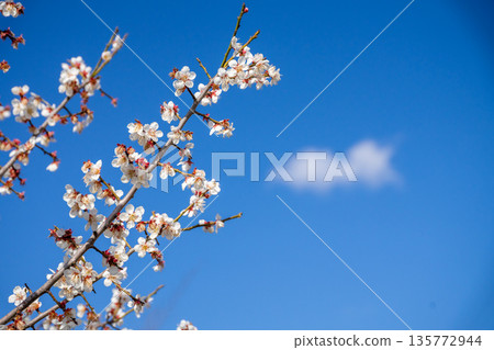 Plum blossom against the blue sky 135772944