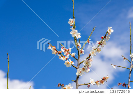 Plum blossom against the blue sky 135772946