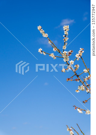 Plum blossom against the blue sky 135772947