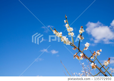 藍天映襯梅花 藍天映襯梅花 135772950