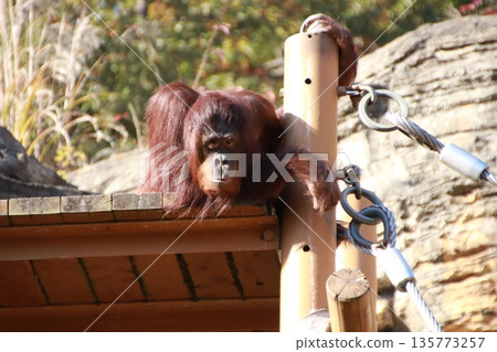 Orangutan in the zoo Orangutan in the zoo 135773257