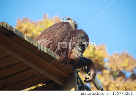 動物園猩猩 動物園猩猩 135773261