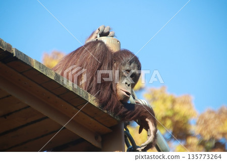 Orangutan in the zoo Orangutan in the zoo 135773264