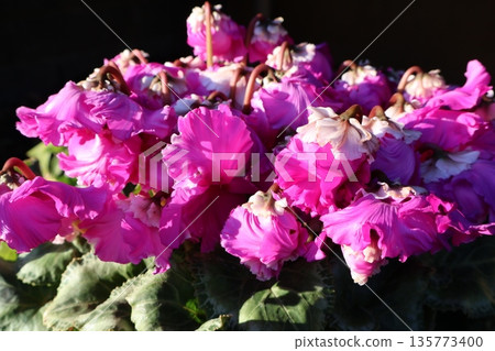 Cute, unusually blooming cyclamen petals Cute, unusually blooming cyclamen petals 135773400