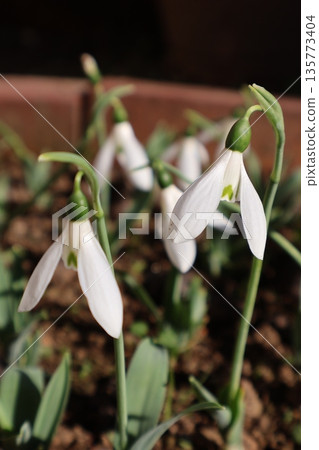 小白雪滴花 小白雪滴花 135773404