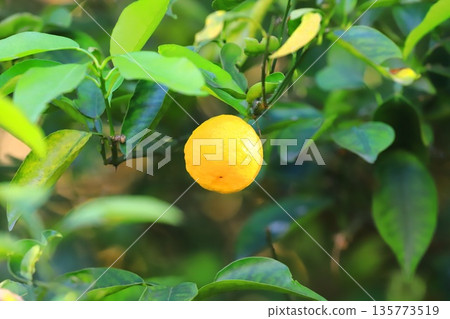 Yuzu fruit that is about to be harvested Yuzu fruit that is about to be harvested 135773519