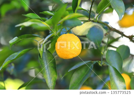 Yuzu fruit that is about to be harvested Yuzu fruit that is about to be harvested 135773525