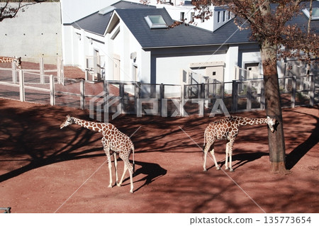 Giraffe in the zoo Giraffe in the zoo 135773654