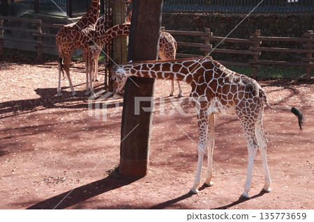 Giraffe in the zoo 135773659