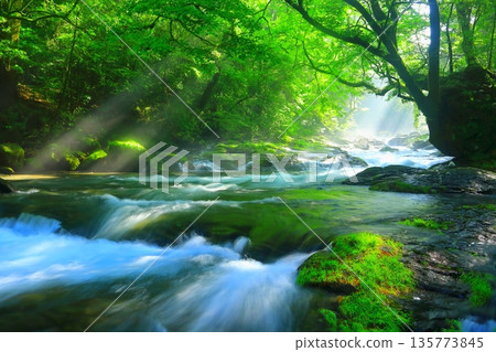 Beautiful rays of light shine through Kikuchi Valley (Kikuchi City, Kumamoto Prefecture) 135773845