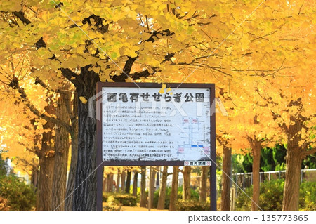 西目有瀨良木公園（成排的銀杏樹，樹葉隨風搖曳） 135773865