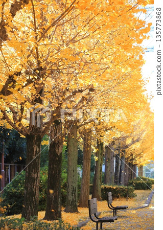 Nishikameari Seseragi Park (rows of ginkgo trees and leaves dancing in the wind) Nishikameari Seseragi Park (rows of ginkgo trees and leaves dancing in the wind) 135773868