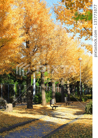 西目有瀨良木公園（成排的銀杏樹，樹葉隨風搖曳） 135773877