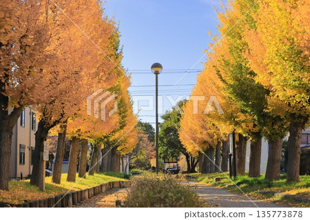 西目有瀨良木公園（成排的銀杏樹，樹葉隨風搖曳） 135773878