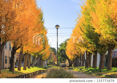 Nishikameari Seseragi Park (rows of ginkgo trees and leaves dancing in the wind) 135773879