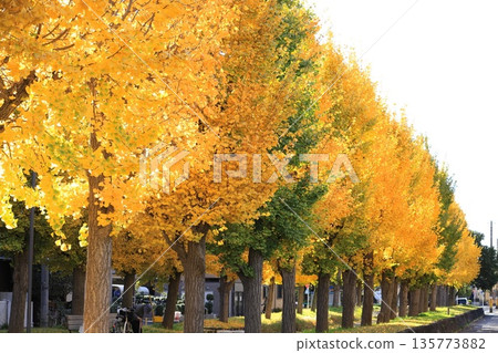 Nishikameari Seseragi Park (rows of ginkgo trees and leaves dancing in the wind) Nishikameari Seseragi Park (rows of ginkgo trees and leaves dancing in the wind) 135773882