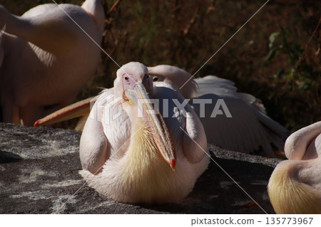Pelican 135773967