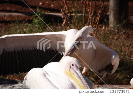 Pelican Pelican 135773971