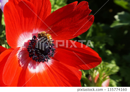 春日三月：一隻蜜蜂正在吸食紅色銀蓮花的花蜜 135774160