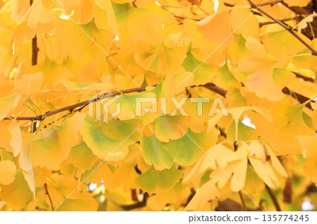 銀杏樹及其葉在秋天由綠轉黃 銀杏樹及其葉在秋天由綠轉黃 135774245