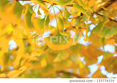 銀杏樹及其葉在秋天由綠轉黃 銀杏樹及其葉在秋天由綠轉黃 135774254