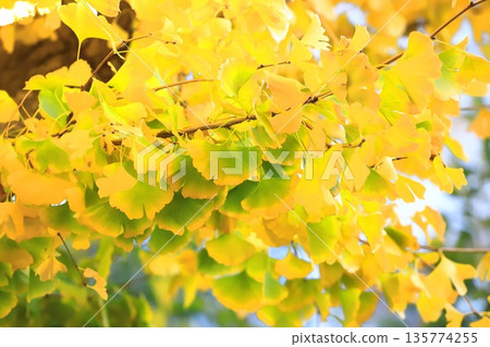 Ginkgo trees and their leaves turning from green to yellow in autumn Ginkgo trees and their leaves turning from green to yellow in autumn 135774255