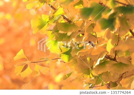 Ginkgo trees and their leaves turning from green to yellow in autumn 135774264
