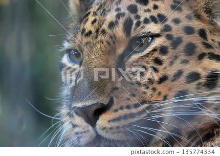 Amur leopard Amur leopard 135774334