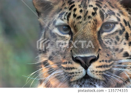 Amur leopard Amur leopard 135774335