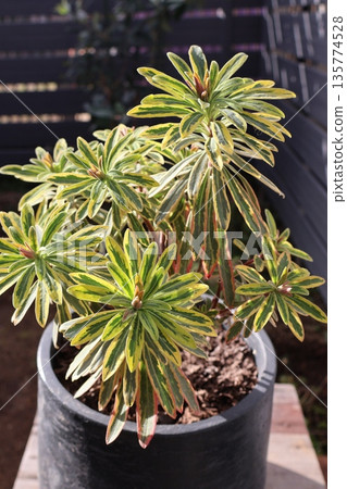 盆栽金彩虹大戟 盆栽金彩虹大戟 135774528