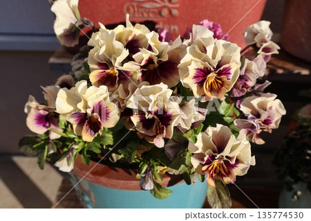 大量雙色褶邊堇菜 大量雙色褶邊堇菜 135774530