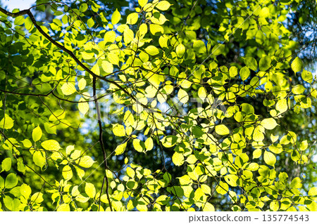 Greenery that softens the summer sun Greenery that softens the summer sun 135774543