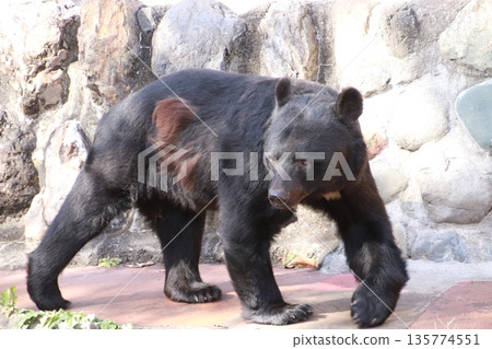 Asian black bears Asian black bears 135774551