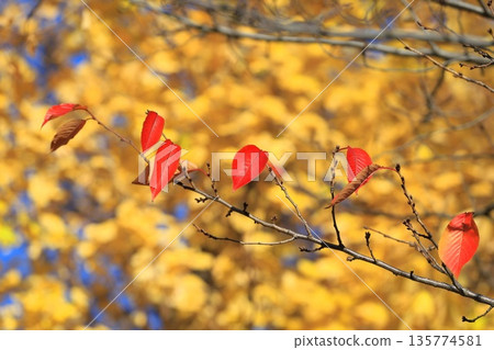 Red autumn cherry blossom leaves and yellow ginkgo trees 135774581