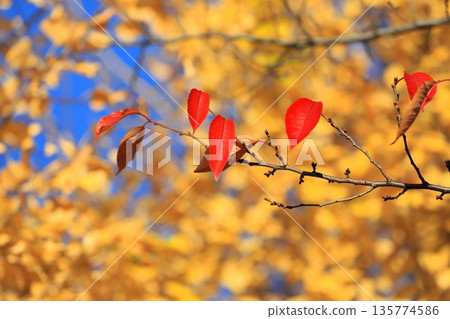 秋日裡櫻花紅葉，銀杏樹金黃。 135774586