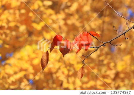 Red autumn cherry blossom leaves and yellow ginkgo trees 135774587