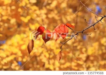 Red autumn cherry blossom leaves and yellow ginkgo trees 135774588