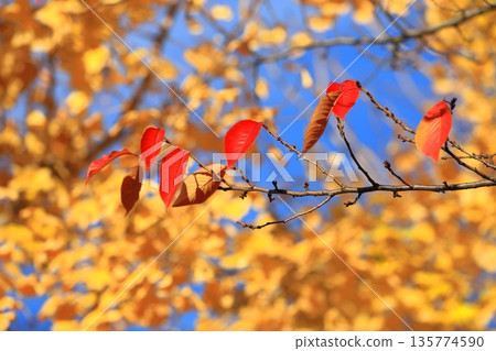 秋日裡櫻花紅葉，銀杏樹金黃。 135774590
