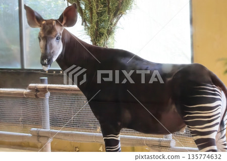 Okapi Okapi 135774632
