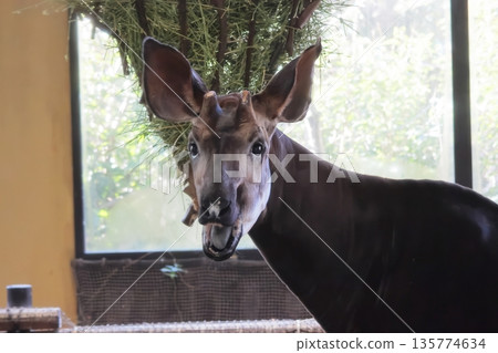 Okapi Okapi 135774634