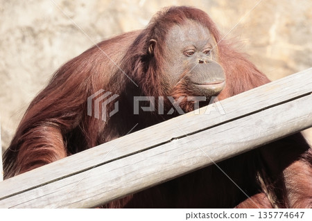 Orangutan Orangutan 135774647