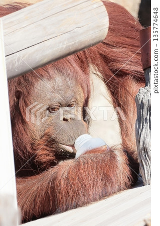 Orangutan 135774648