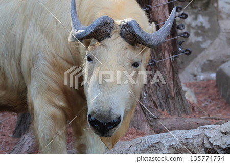 Golden Takin Golden Takin 135774754