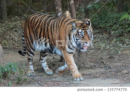 Sumatran tiger Sumatran tiger 135774770