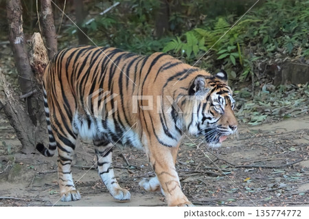 蘇門答臘虎 135774772